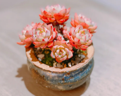 多肉花店利润怎么样