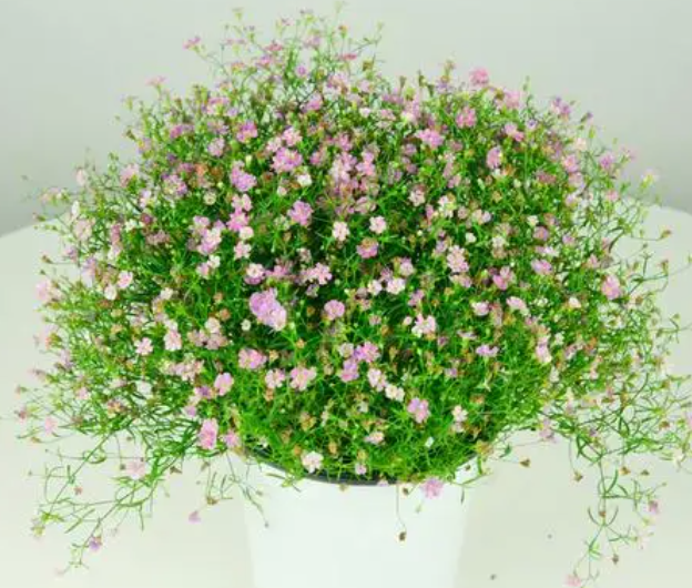 怎样让满天星多开花