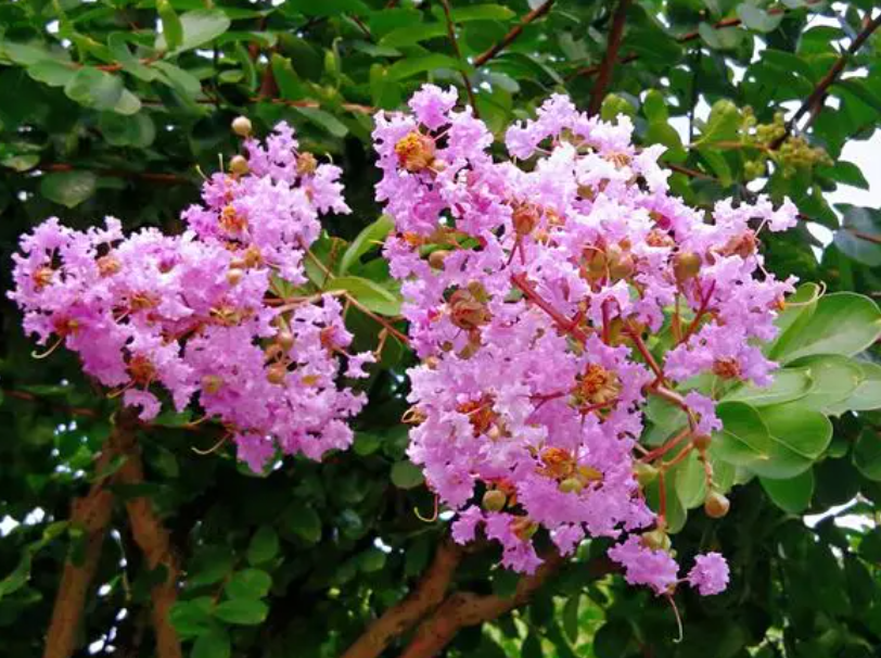 家中种紫薇花不好吗