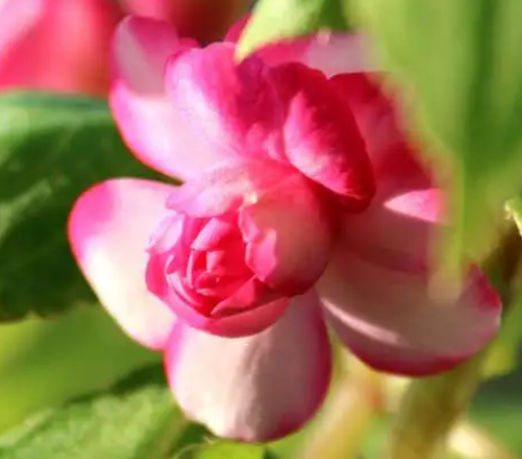 玻璃翠适合什么样的花盆