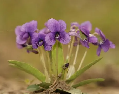 紫花地丁的种子什么时候播种