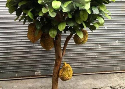 榴莲树盆栽可以结果吗