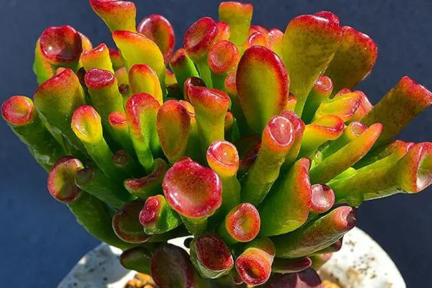 吸财树的三大忌是什么呢