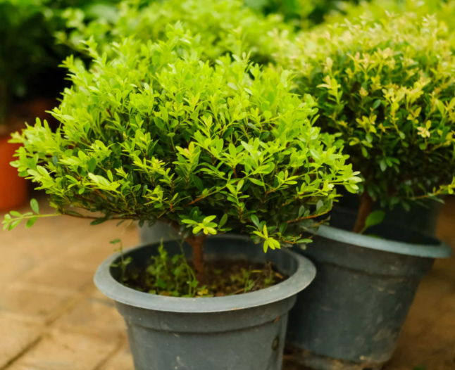 雀舌黄杨是名贵树吗