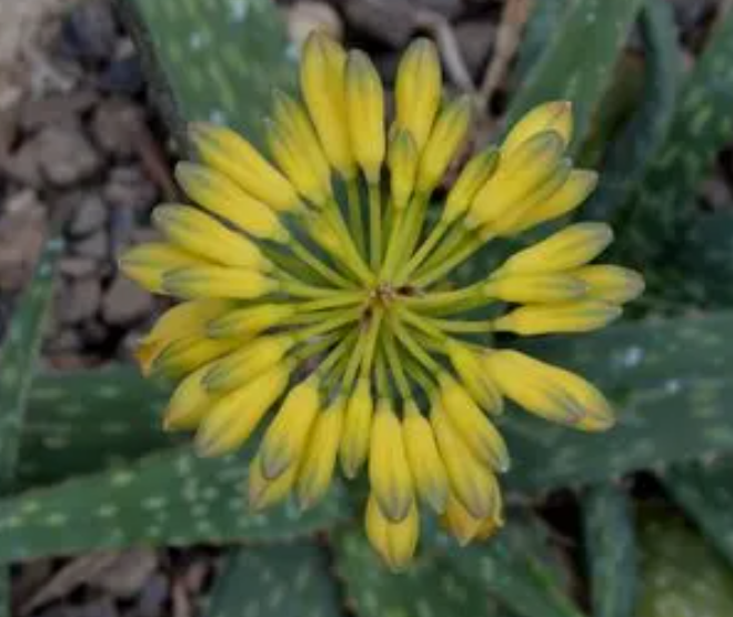 芦荟开花是什么兆头