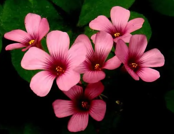 红色酢浆草为什么白天开花晚上合