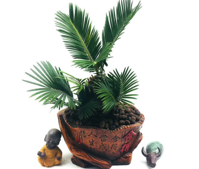 铁树盆景怎么养