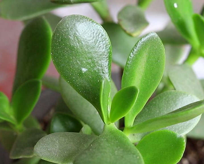 玉树可以用水扦插吗