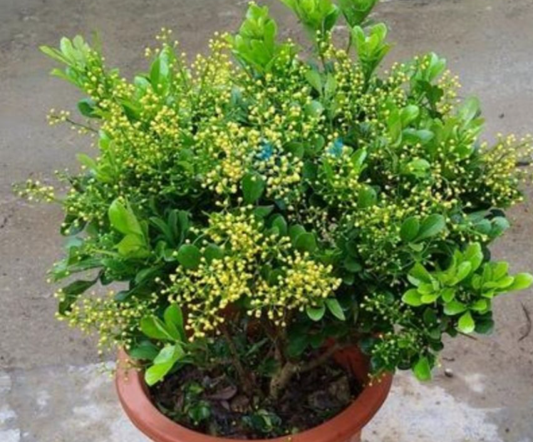 米兰树桩盆景如何养护呢