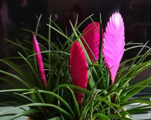 铁兰开花后如何修剪