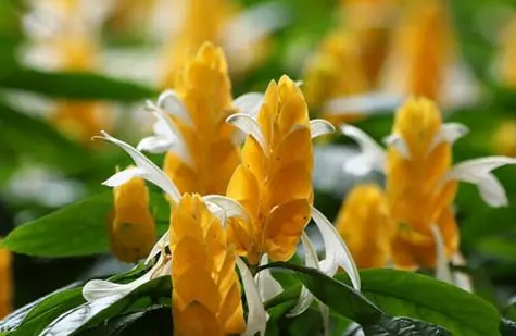 黄金塔花的叶子掉光了怎么办