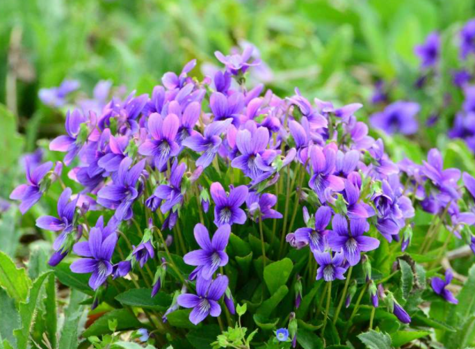 紫花地丁治疗哪些皮肤病