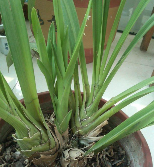 蕙兰为什么长苗不开花