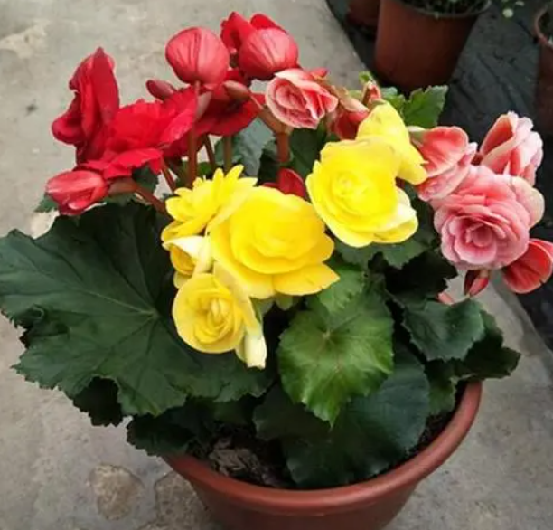 臭海棠花的扦插方法