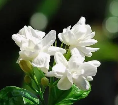 茉莉花浇水注意事项