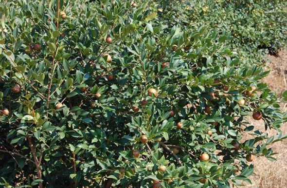 种植油茶树亏本的多