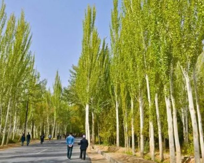 白杨树生长在怎样的环境中