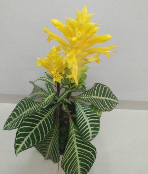 斑马花在风水上寓意