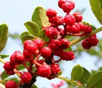 花椒以后的前景如何