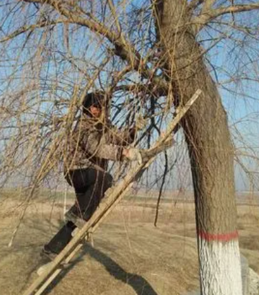 柳树冬天能修剪吗