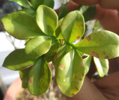 米兰花叶子上有黄斑点是什么原因