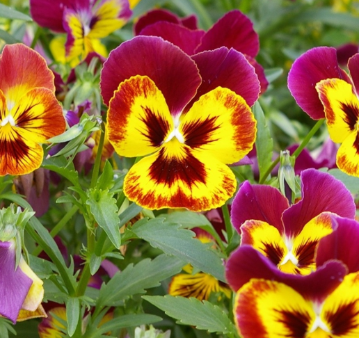 蝴蝶花的花期是多长