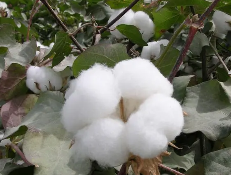 棉花是种子植物吗