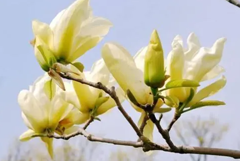 玉兰花几天浇一次水合适