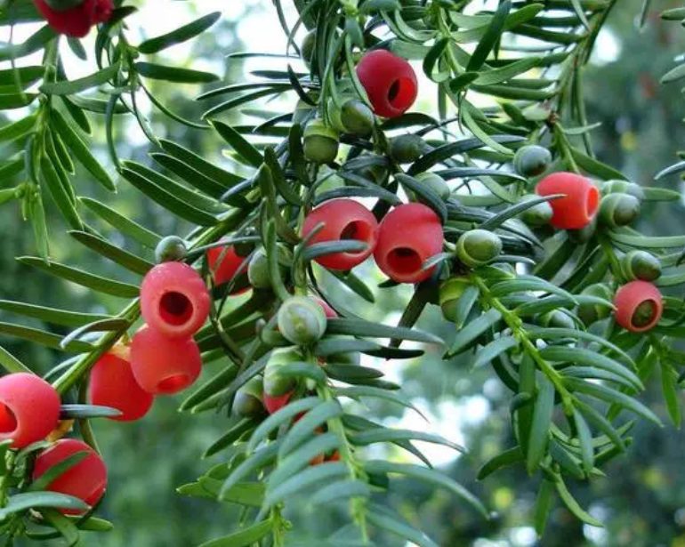 红豆杉树高压繁殖法