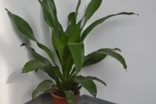 青云直上花叶子耷拉怎么回事