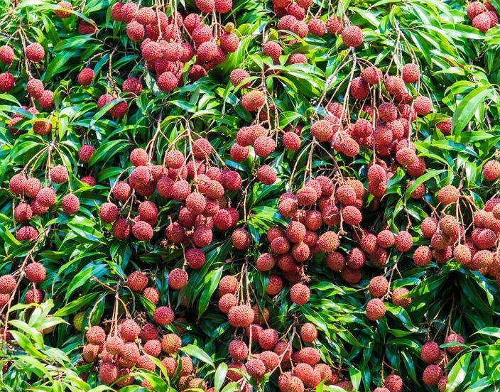 荔枝树种植气温要求