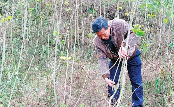 桑树需要修剪吗