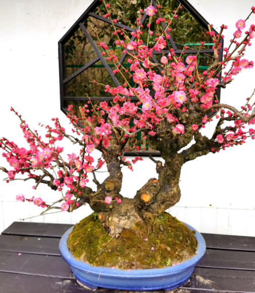 盆栽梅花怎么养