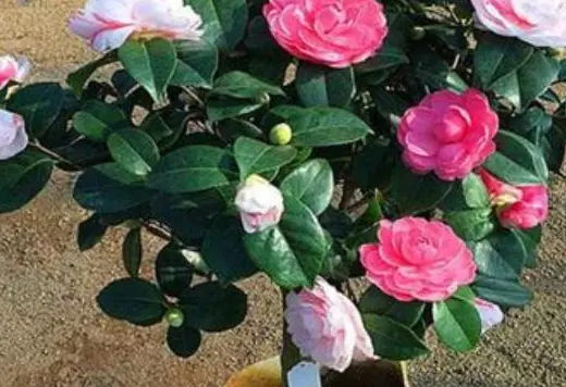 茶花不晒阳光可以生长吗