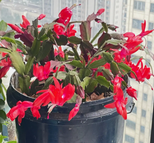 蟹爪兰开过花后还会再开吗