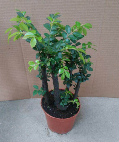 小叶紫檀树苗好养吗