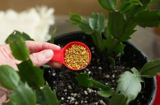 用什么肥料养花最好