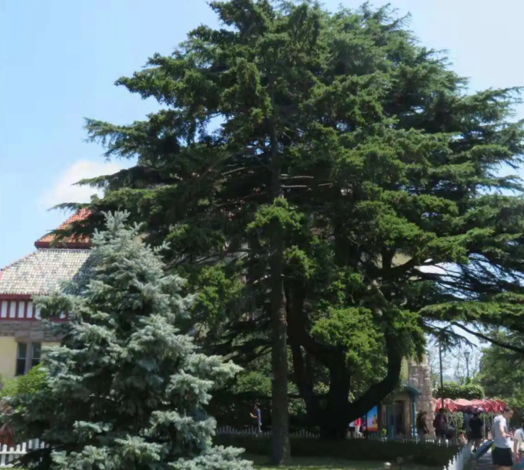 松树生长环境及其特点