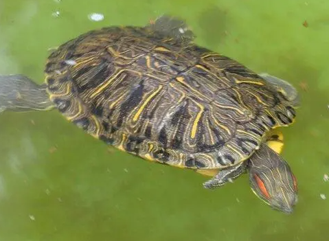 乌龟水浇花有什么好处