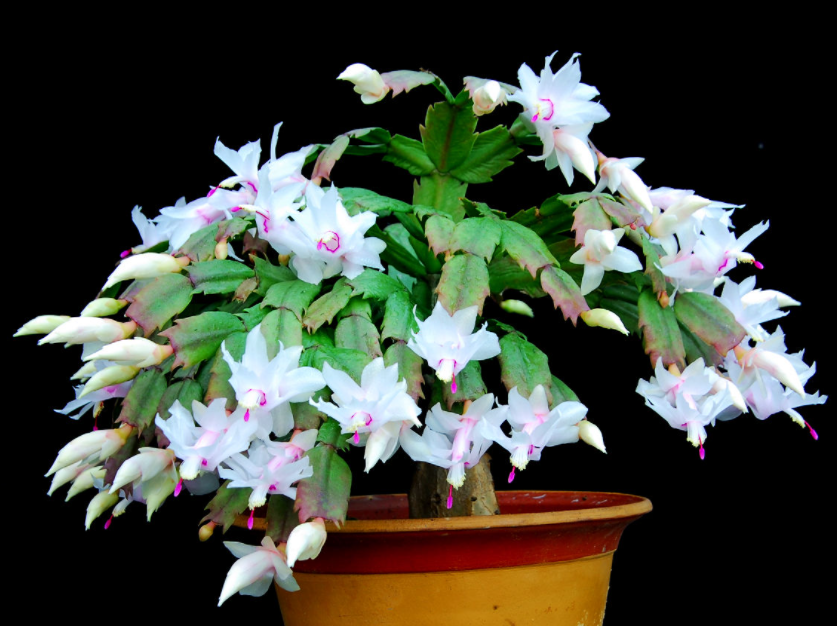 蟹爪兰冬天开花时能浇水吗