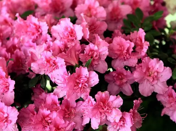 杜鹃花可以施复合肥吗