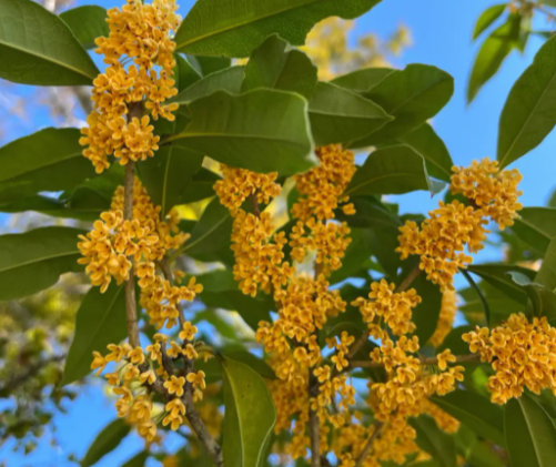桂花开花时的注意事项是什么呢