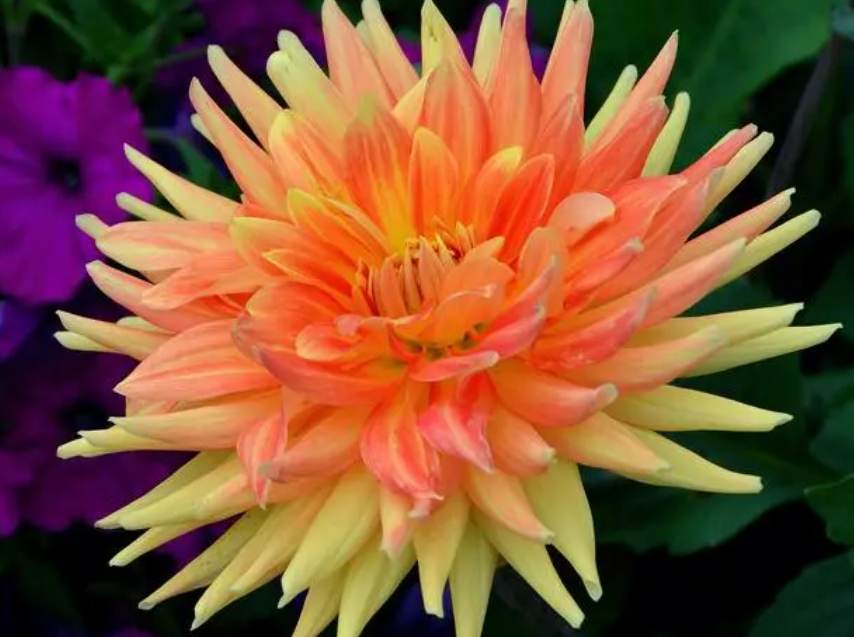 大丽花球根催芽方法是什么呢