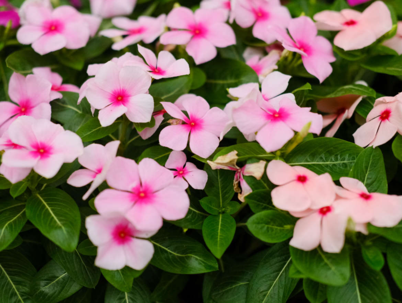 长春花可以用大盆养吗