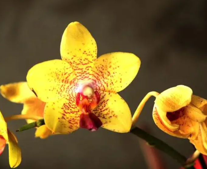 蝴蝶兰年年开花吗