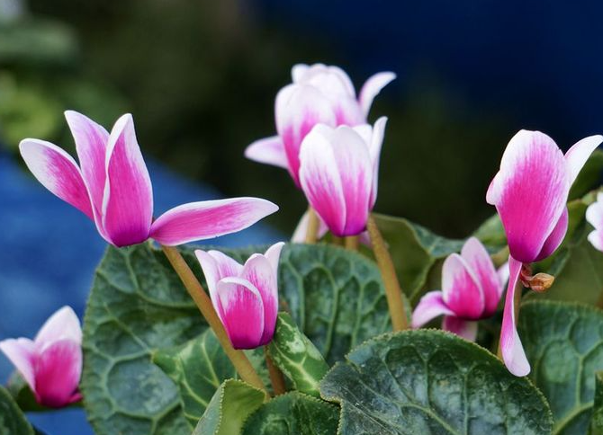 仙客来花败后怎么养护呢