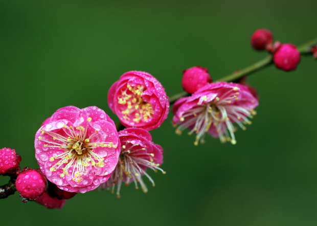 梅花耐寒最低温度是多少呢
