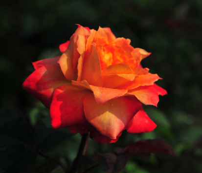 玫瑰花要用多少度的水泡