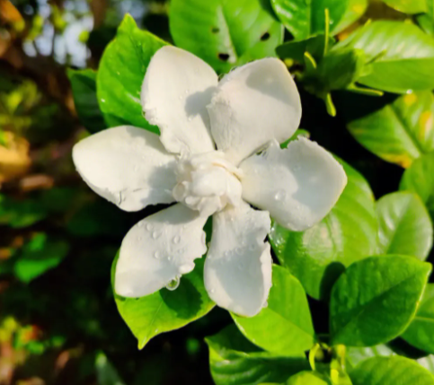 栀子花什么时间扦插