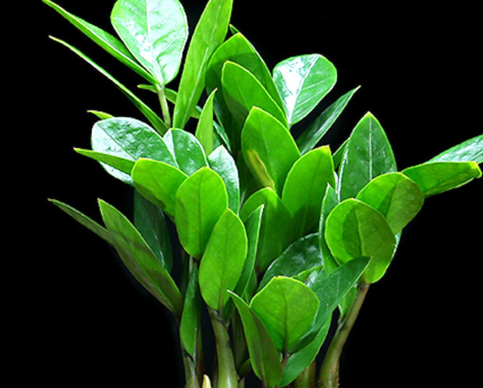 金钱树施什么肥才能发芽呢